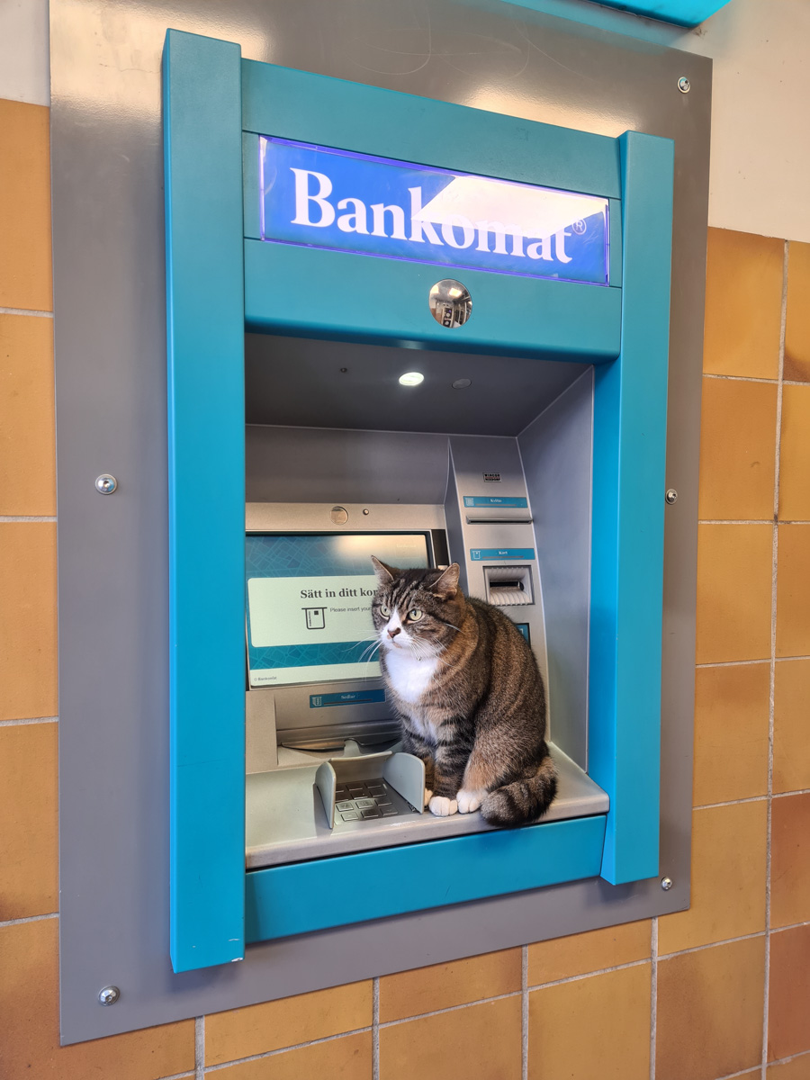 Katt väntar på en skatt. Katten hängde utanför centrum, gick gladeligen in i värmen och hoppade upp på bankomaten för att få bättre koll på läget.