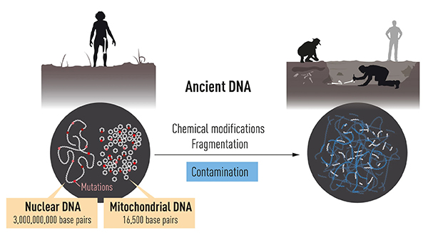 Figur 1. Två olika platser i cellen innehåller DNA. Cellkärnans DNA innehåller merparten av vår arvsmassa men mitokondriernas lilla arvsmassa finns i tusentals kopior. Efter döden bryts DNA ner och med tiden finns mycket lite kvar. Då är det uppblandat med DNA, från exempelvis bakterier och nutida människor.