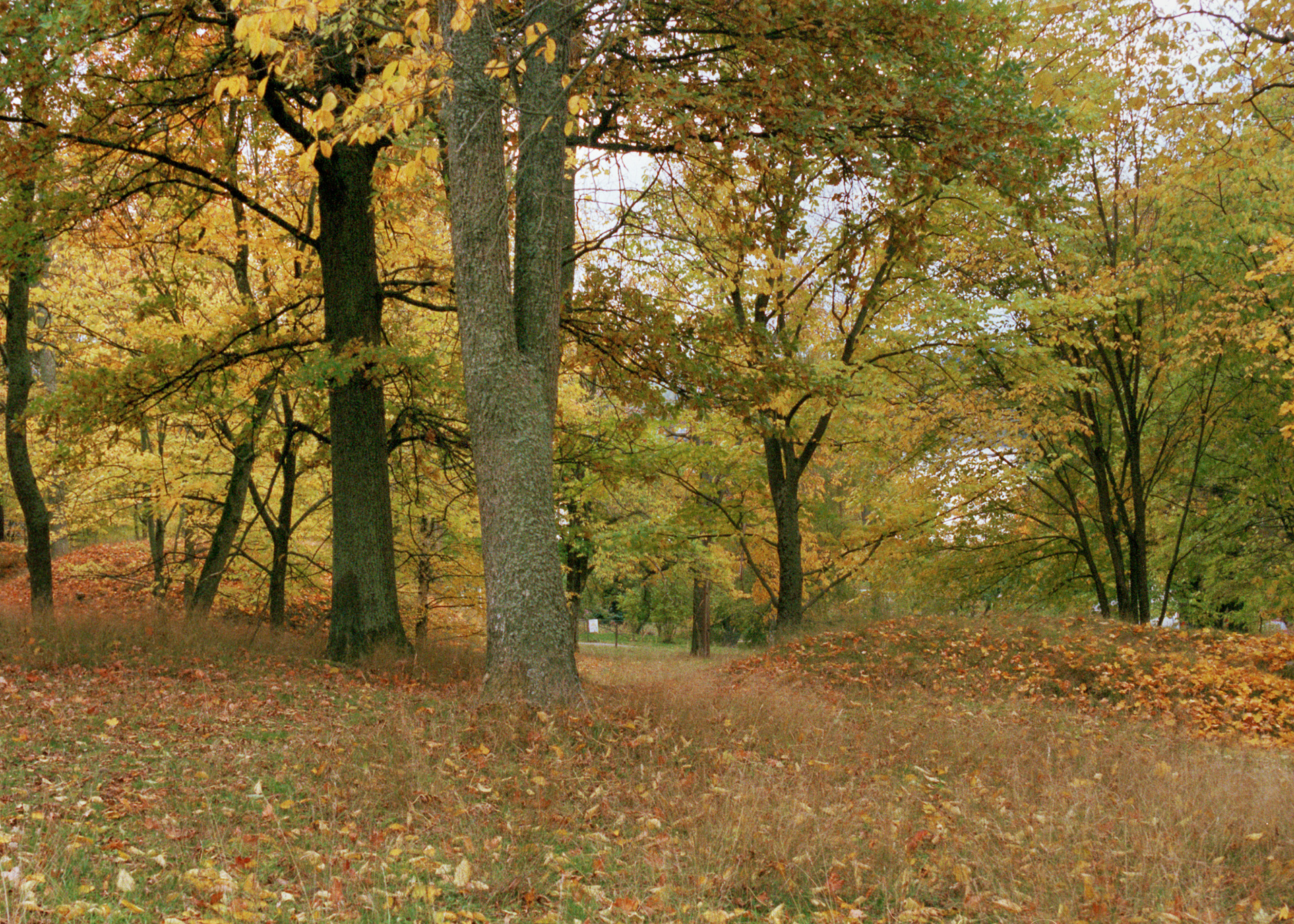En höstdag i skogen. Träden har många löv, löv ligger även på marken.