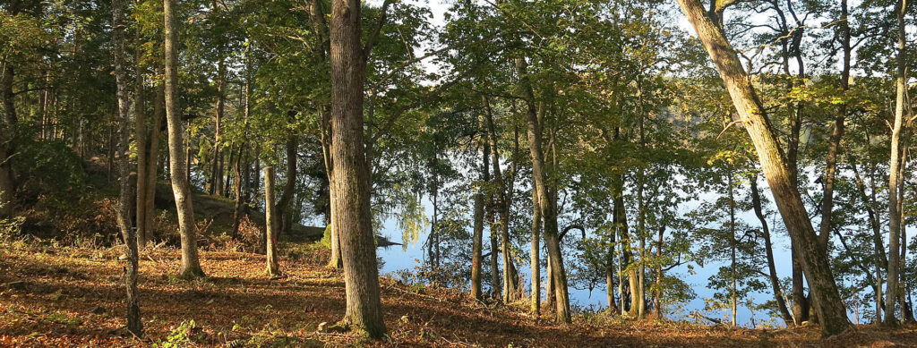 En skog vid kanten av en sjö.