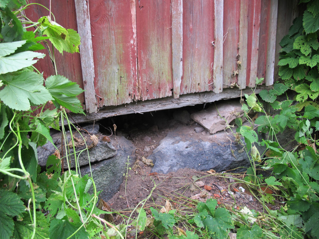 Vid en husväggs slut har ett hål gjorts av en grävling.