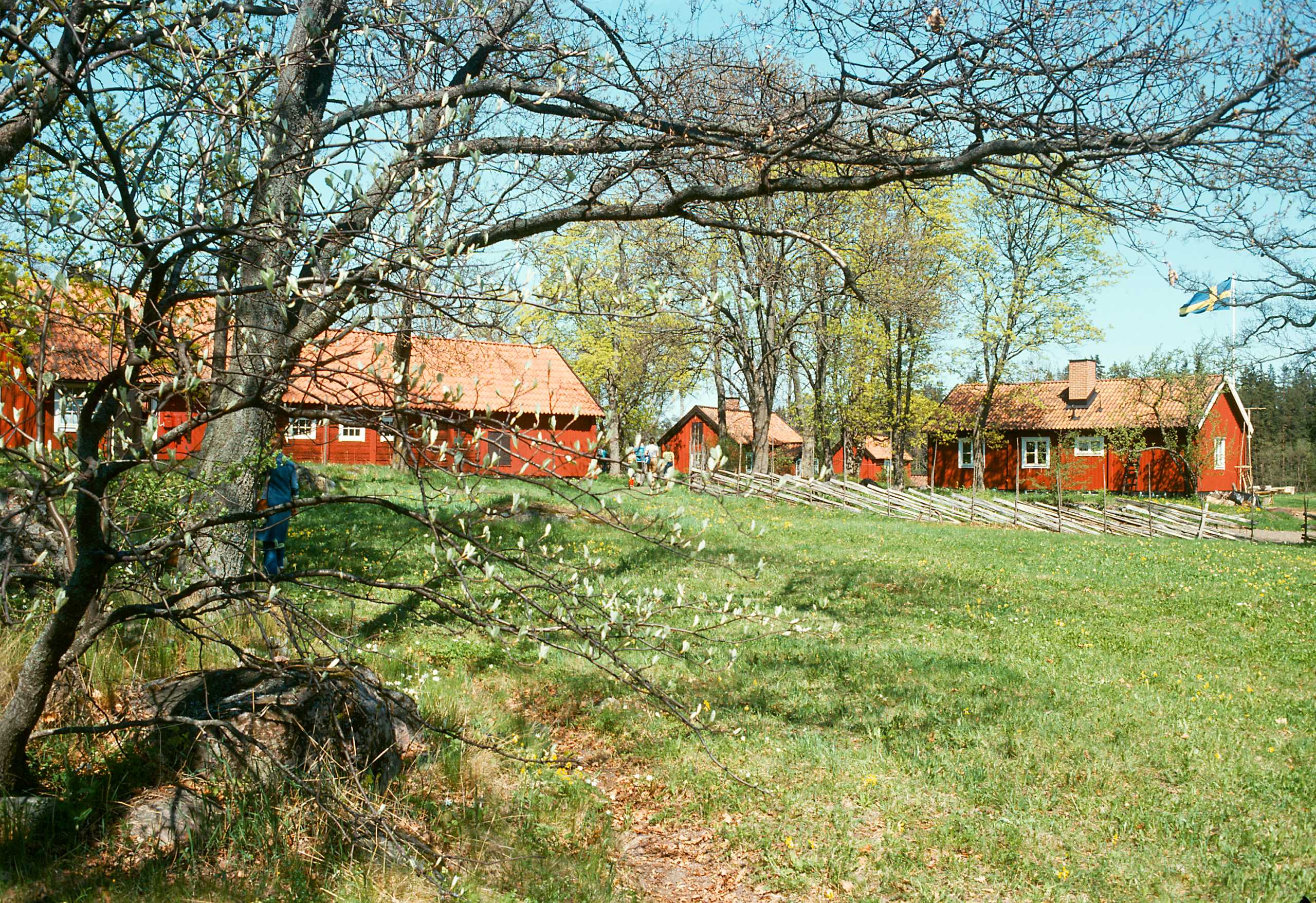 Ett foto av falurött torp med lada. I förgrunden en äng och ett träd med löv i vardande.