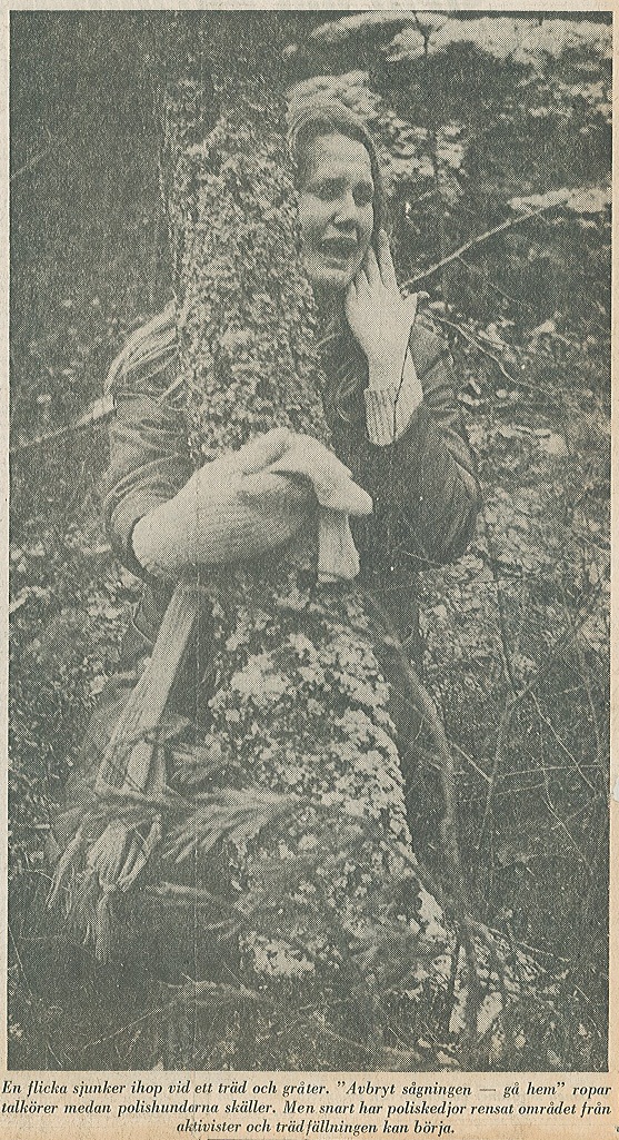 Bildtexten lyder: En flicka sjunker ihop vid ett träd och gråter. "Avbryt sågningen - gå hem" ropar talkörer medan polishundarna skäller. Men snart har poliskedjor rensat området från aktivister och trädfällningen kan börja.