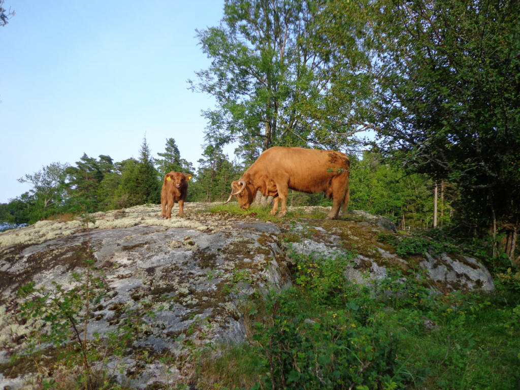 Betande kor med skog i bakgrunden