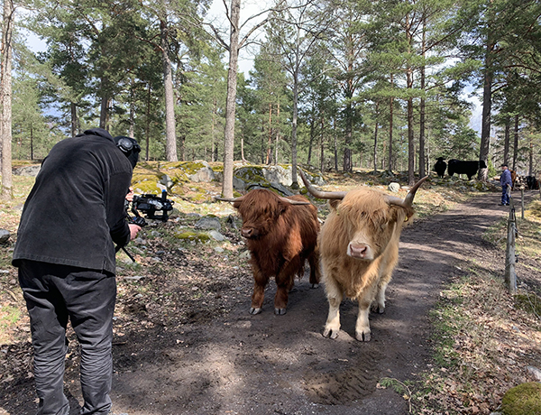 En man står böjd över en kamera. Han filmar två kossor som tittar nyfiket.