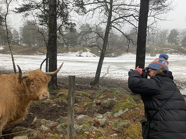 En kvinna fotograferar en ko, hon ser koncentrerad ut. Motivet är en ko.