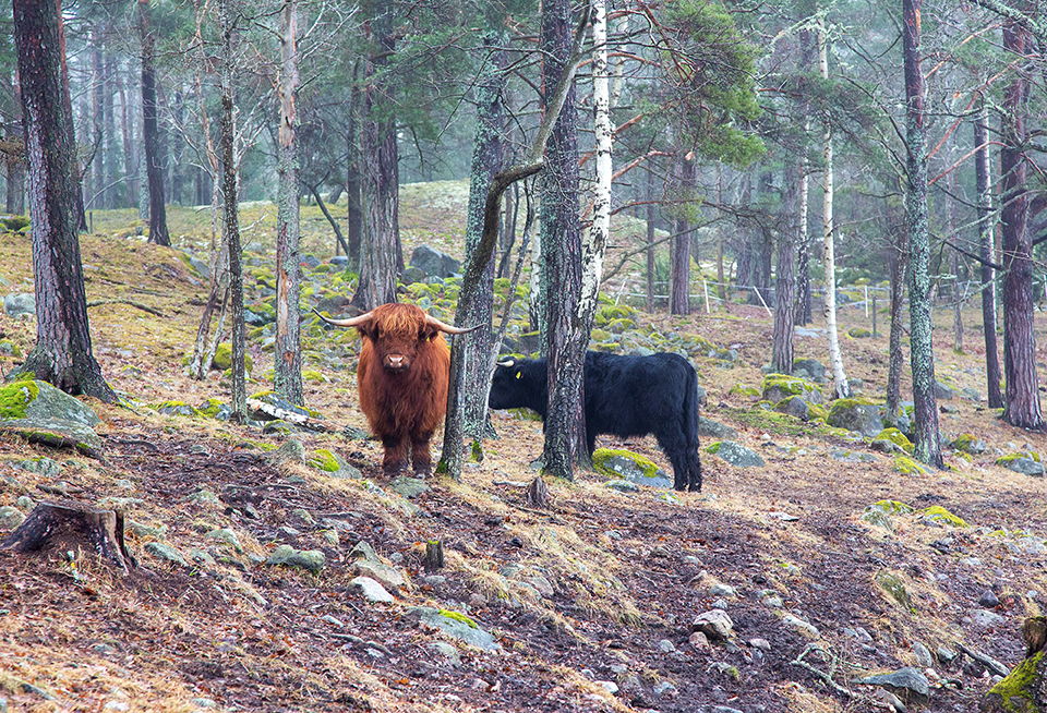 Två kor som betar i skogen. En tittar nyfiket mot fotografen.