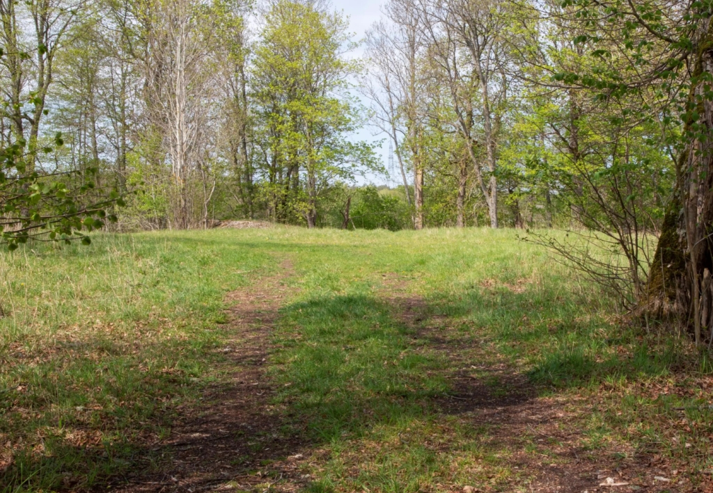 Ett färgfoto av en gräsklädd väg som leder fram till en glänta i skogen. Vår.