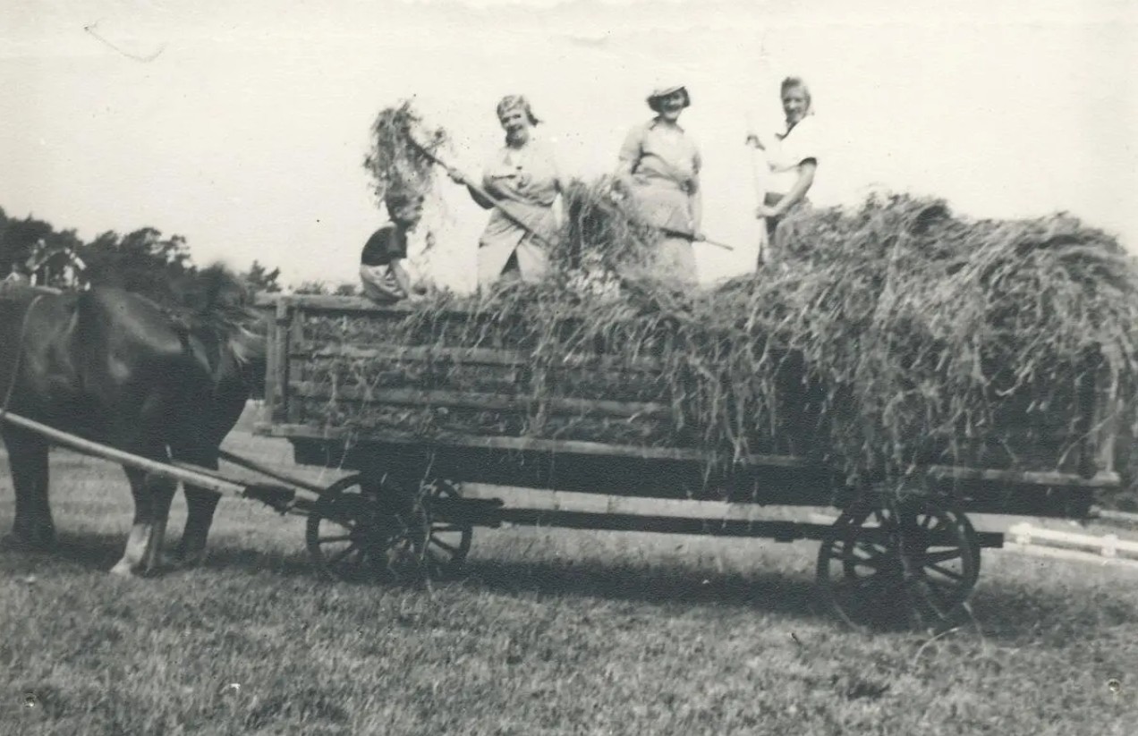 Tre kvinnor står med högafflar på en vagn spänd för en häst. En pojke sitter på vagnens kant. Vagnen är full av hö.