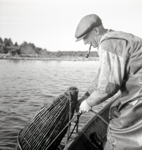 En man med pipa i munner drar upp ett fiskeredskap ur vattnet, stående i en båt.
