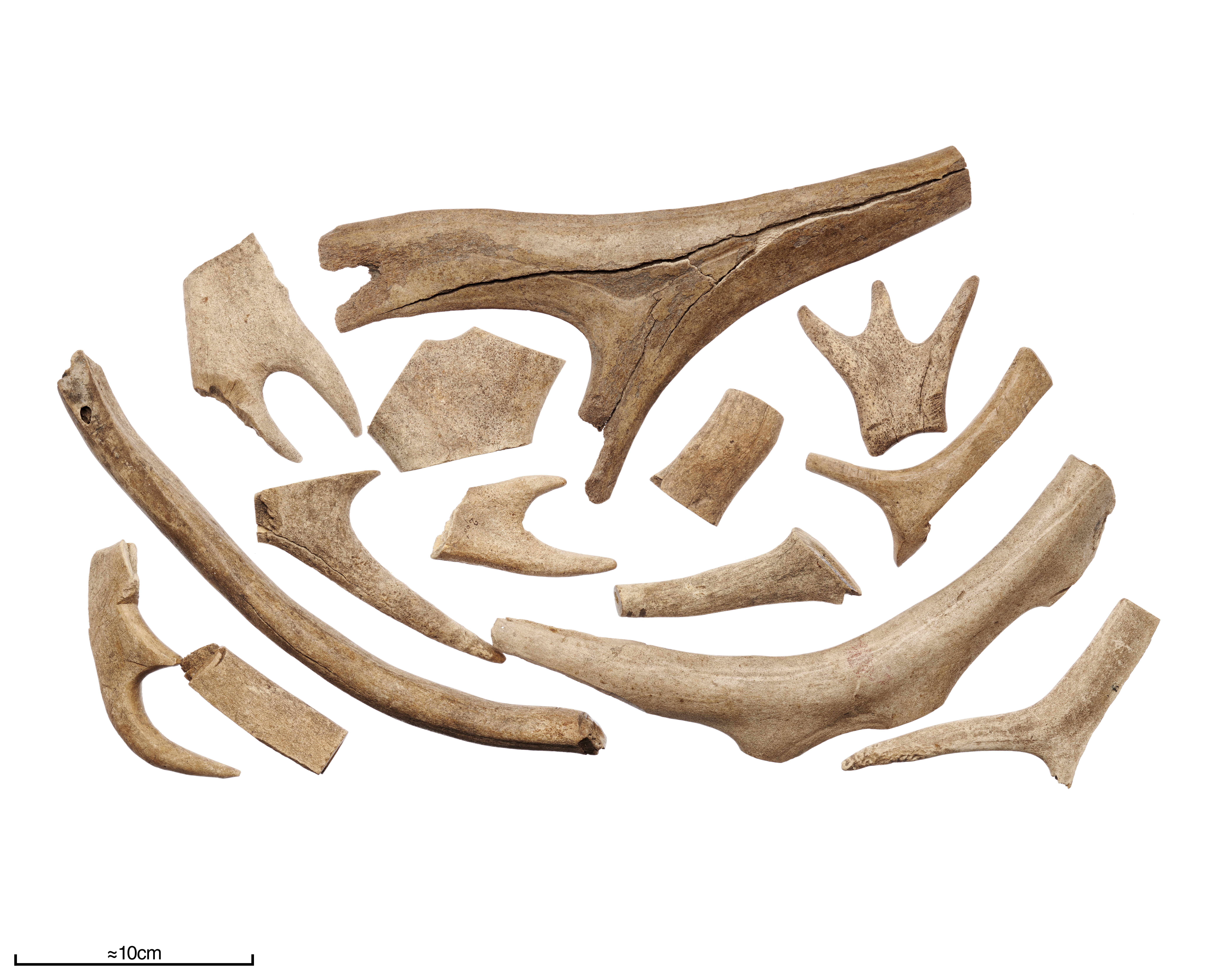 En samling delar av renhorn mot en vit bakgrund.