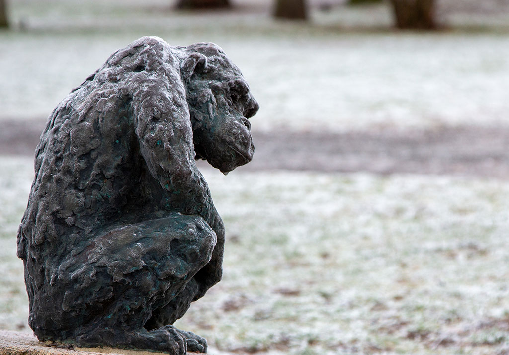 Apa av bron som sitter på en sten.