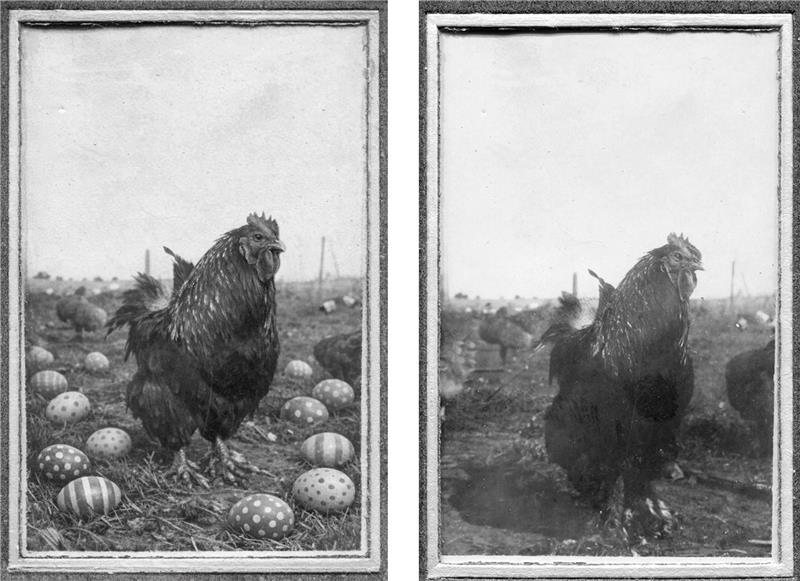 Två nästan identiska bilder, på den ena bilden ligger randiga och prickiga ägg bredvid en tupp.