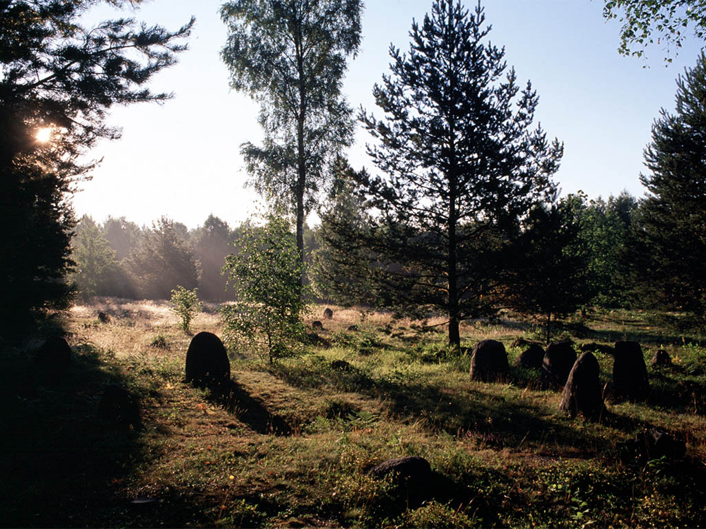 Stenar och träd på ett fält i mjukt solljus.