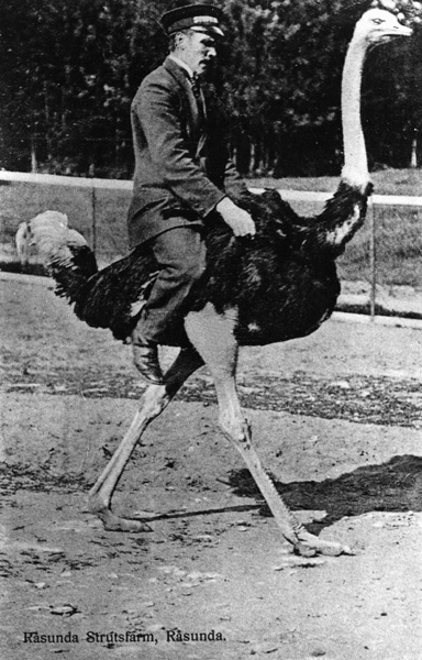 En man rider på en struts.